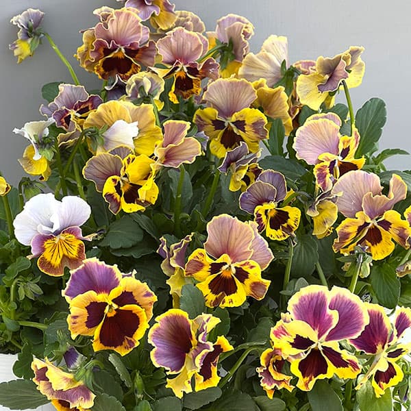 ビオラ（フリル咲き）：アーカイブ　イエローバイカラー系3号ロングポット