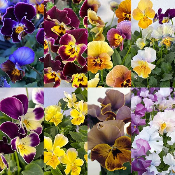 ビオラ:横浜セレクション8種セット