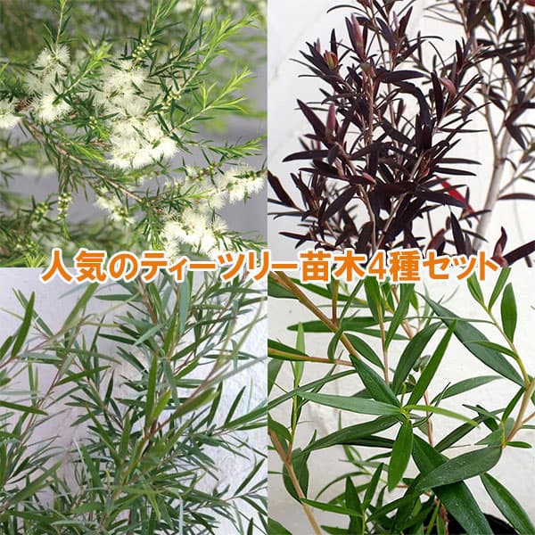 人気のティーツリー苗木4種セット
