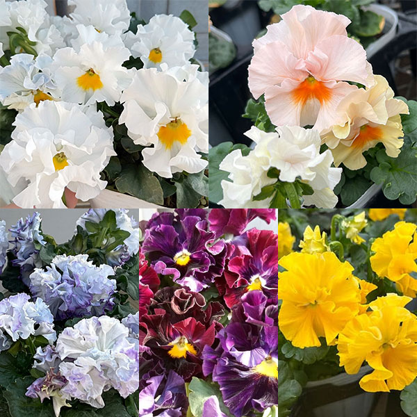 パンジー（フリル咲き）：ボンボン5種セット