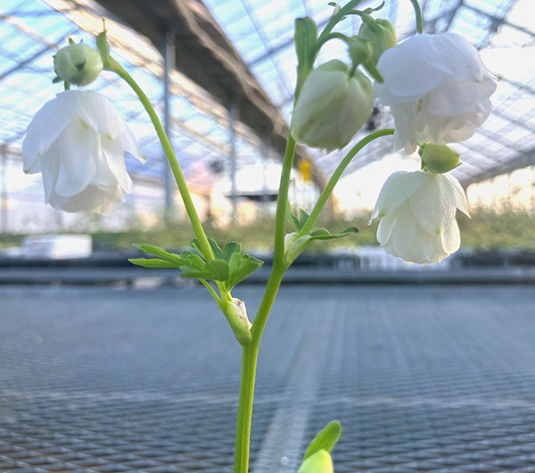 [26年3月中下旬予約]ヒメオダマキ：ティアードフリル　ホワイト3号ポット