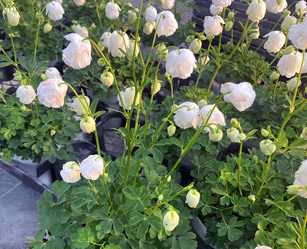 [26年3月中下旬予約]ヒメオダマキ：ティアードフリル　ホワイト3号ポット