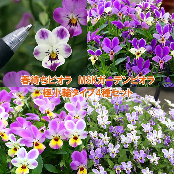 春待ちビオラ MSKガーデンビオラ:極小輪タイプ4種セット