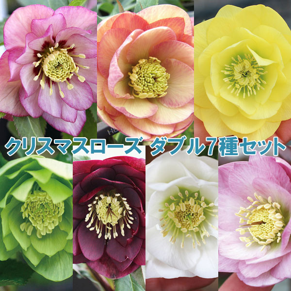 クリスマスローズ：ダブル7種セット