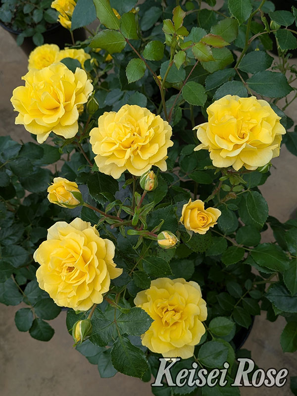 [26年5月中下旬予約]四季咲中輪バラ：ゴールデン ストリート カラーズ新苗