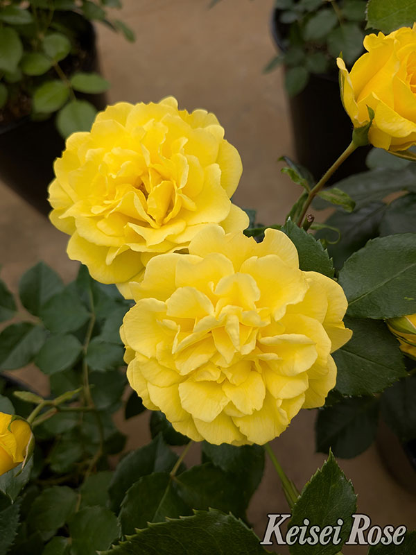 [26年5月中下旬予約]四季咲中輪バラ：ゴールデン ストリート カラーズ新苗