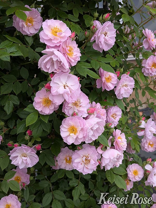 [26年5月中下旬予約]つるバラ：トゥインクル ブローチ新苗