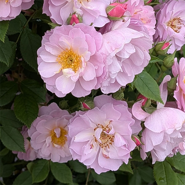 [26年5月中下旬予約]つるバラ：トゥインクル ブローチ新苗