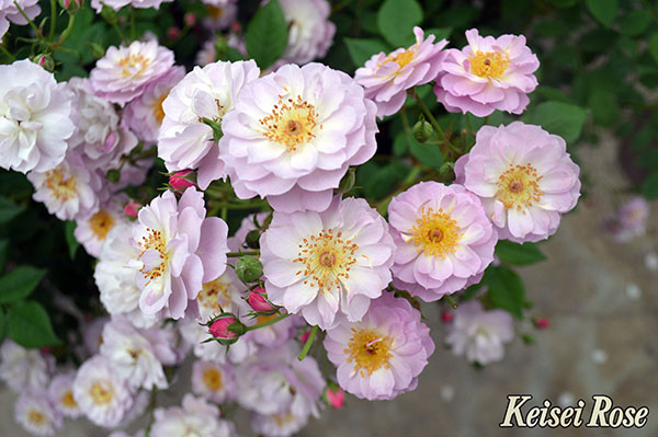 [26年5月中下旬予約]つるバラ：トゥインクル ブローチ新苗