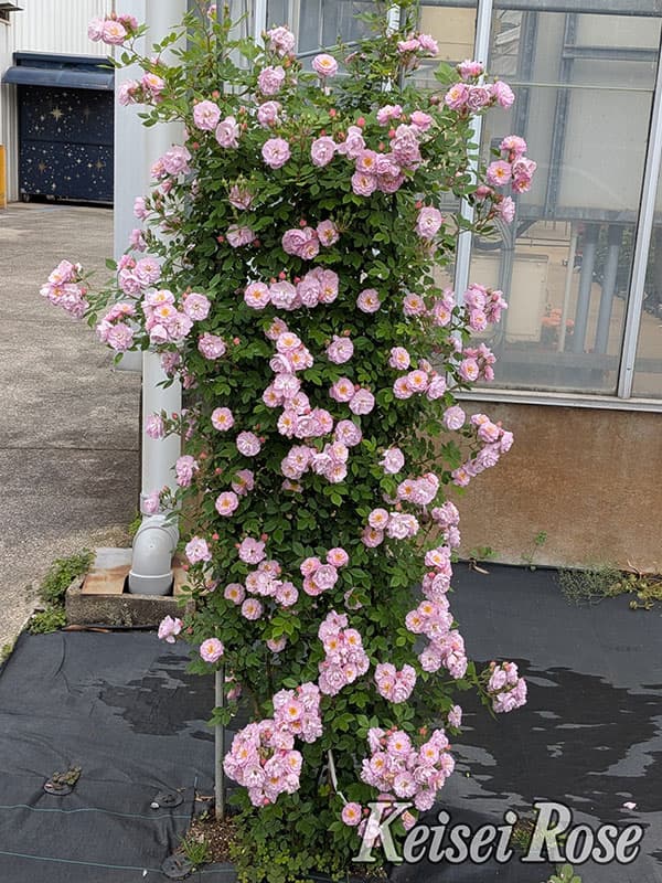 [26年5月中下旬予約]つるバラ：トゥインクル ブローチ新苗