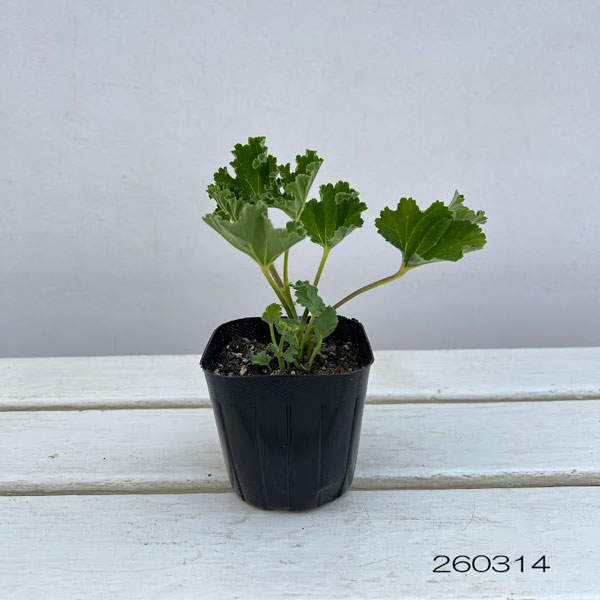 ニオイゼラニウム：パイナップル3号ポット