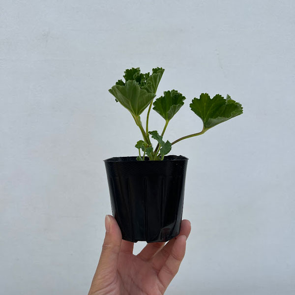 ニオイゼラニウム：パイナップル3号ポット