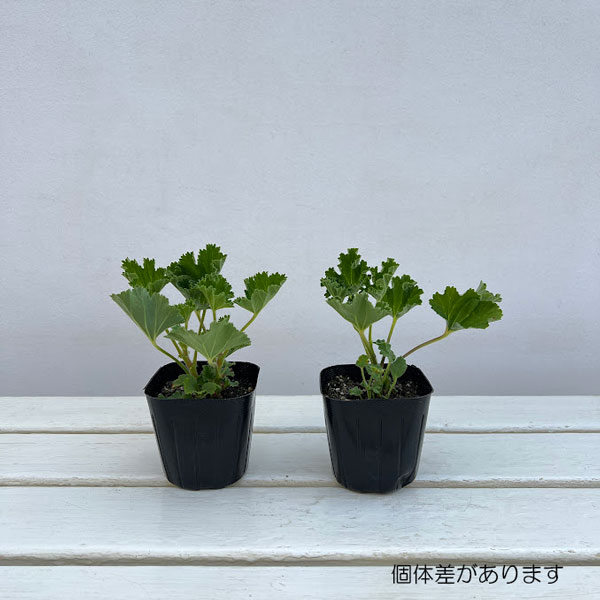 ニオイゼラニウム：パイナップル3号ポット