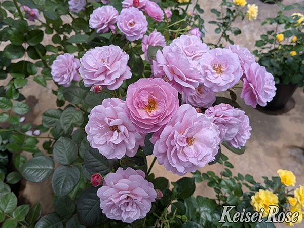 [26年5月中下旬予約]シュラブローズ：あいの風（アイノカゼ）新苗