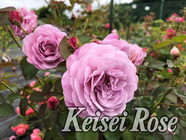 [26年5月中下旬予約]シュラブローズ：あいの風（アイノカゼ）新苗