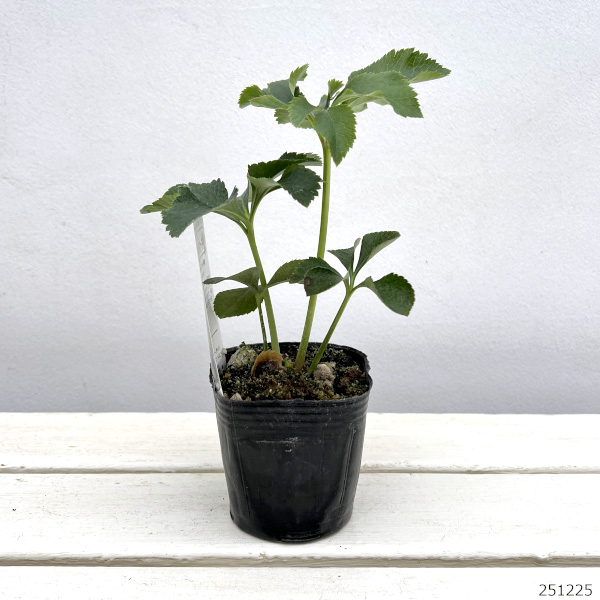 松村ナーセリーさんのクリスマスローズ：ホワイトブロッチダブル3号ポット