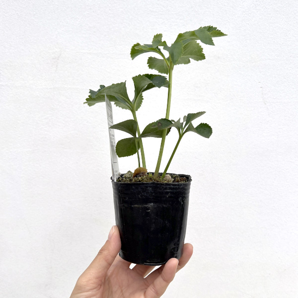 松村ナーセリーさんのクリスマスローズ：ホワイトブロッチダブル3号ポット