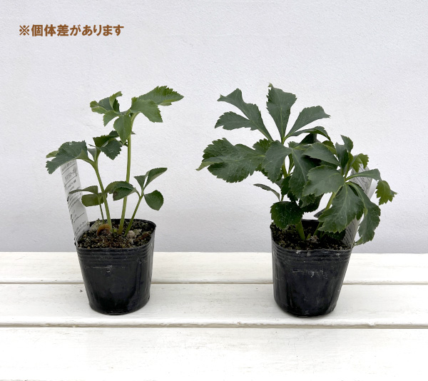 松村ナーセリーさんのクリスマスローズ：ホワイトブロッチダブル3号ポット