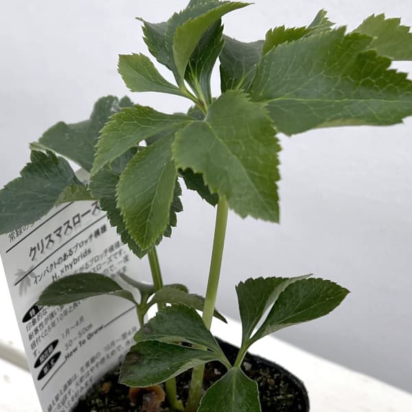 松村ナーセリーさんのクリスマスローズ：ホワイトブロッチダブル3号ポット