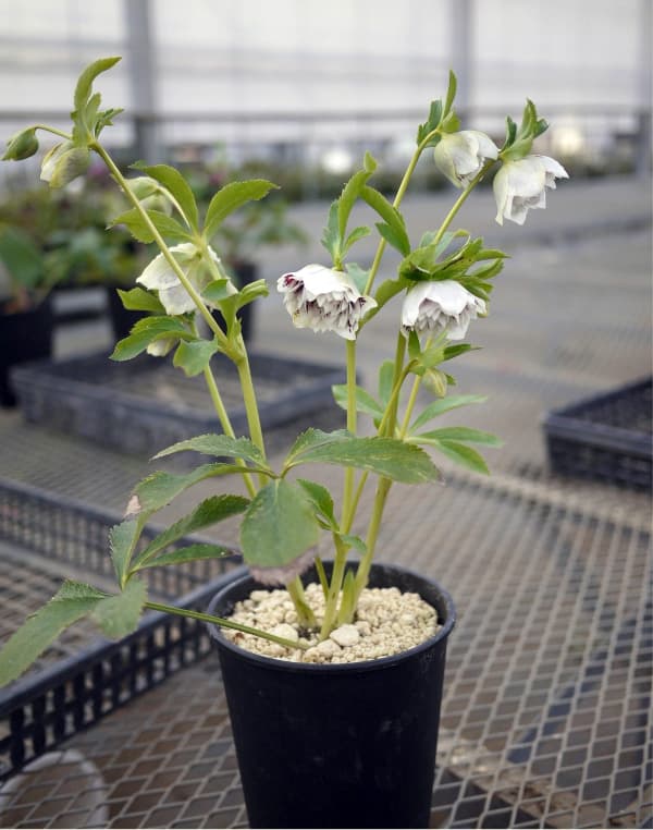 松村ナーセリーさんのクリスマスローズ：ホワイトブロッチダブル3号ポット