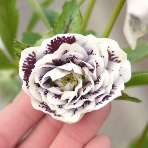 松村ナーセリーさんのクリスマスローズ：ホワイトブロッチダブル3号ポット