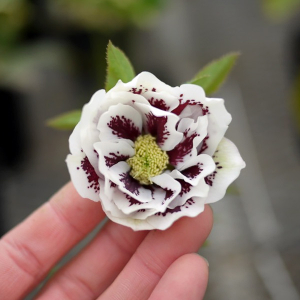 松村ナーセリーさんのクリスマスローズ：ホワイトブロッチダブル3号ポット