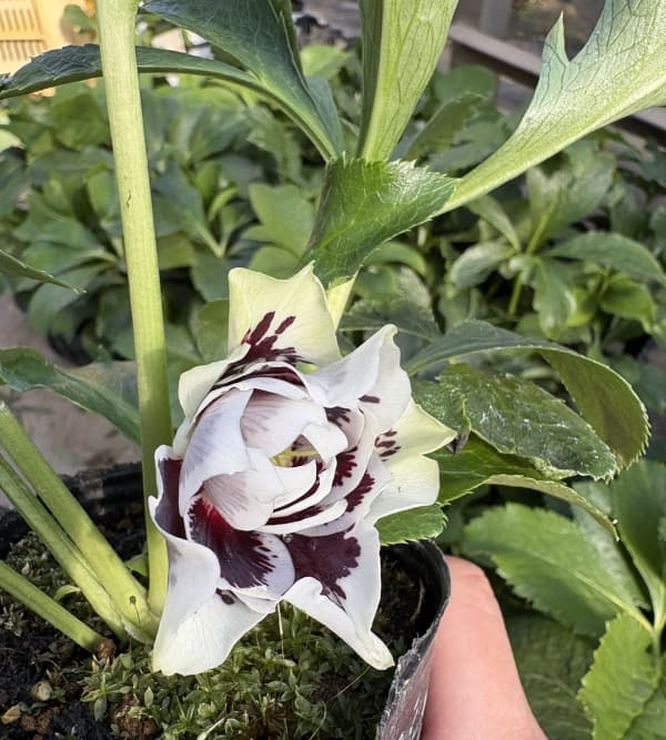 松村ナーセリーさんのクリスマスローズ：ホワイトブロッチダブル3号ポット