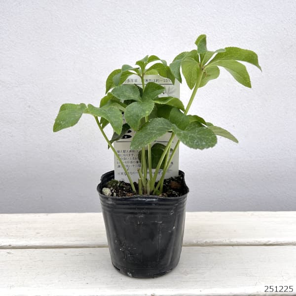 松村ナーセリーさんのクリスマスローズ：ホワイトブロッチシングル3号ポット