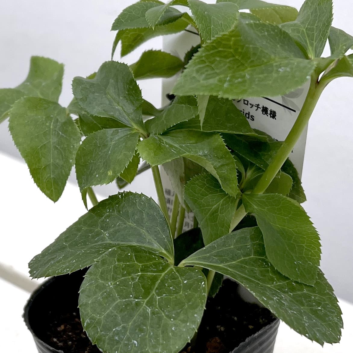 松村ナーセリーさんのクリスマスローズ：ホワイトブロッチシングル3号ポット