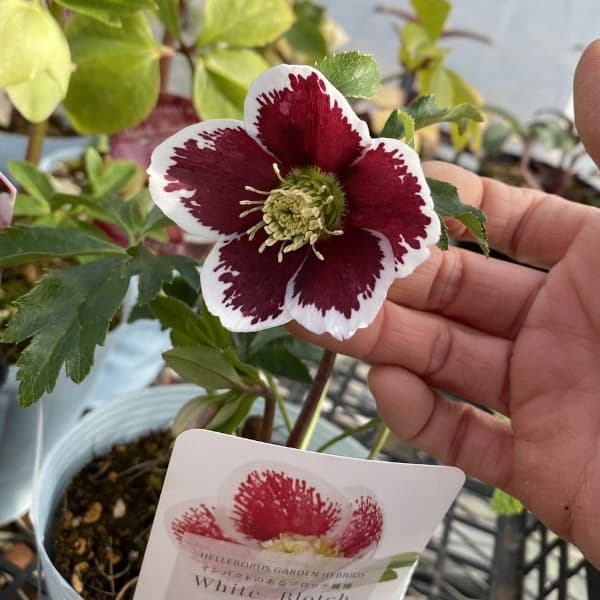松村ナーセリーさんのクリスマスローズ：ホワイトブロッチシングル3号ポット