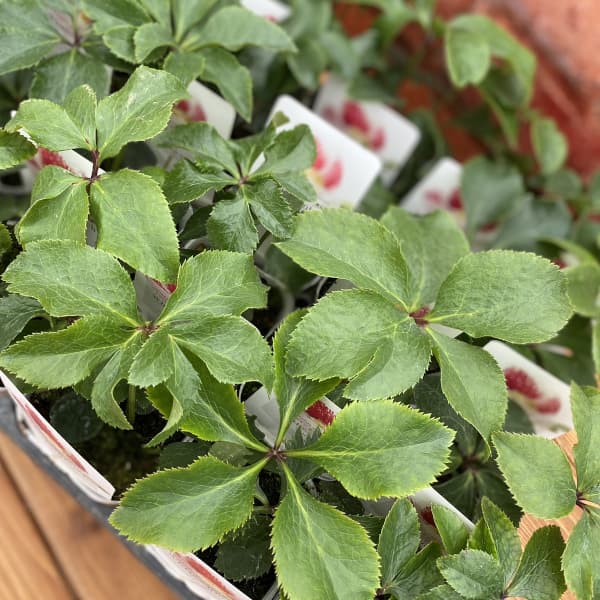 松村ナーセリーさんのクリスマスローズ：ホワイトブロッチシングル3号ポット