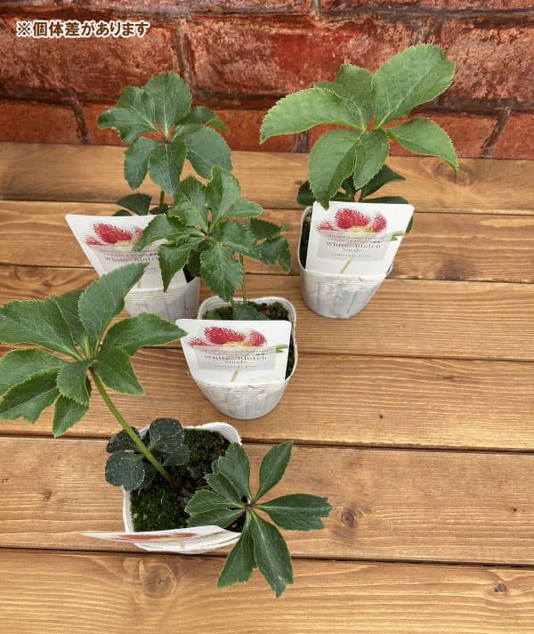 松村ナーセリーさんのクリスマスローズ：ホワイトブロッチシングル3号ポット