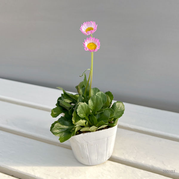 デージー:ソレイユ ラベンダードリーム そら3.5号ポット