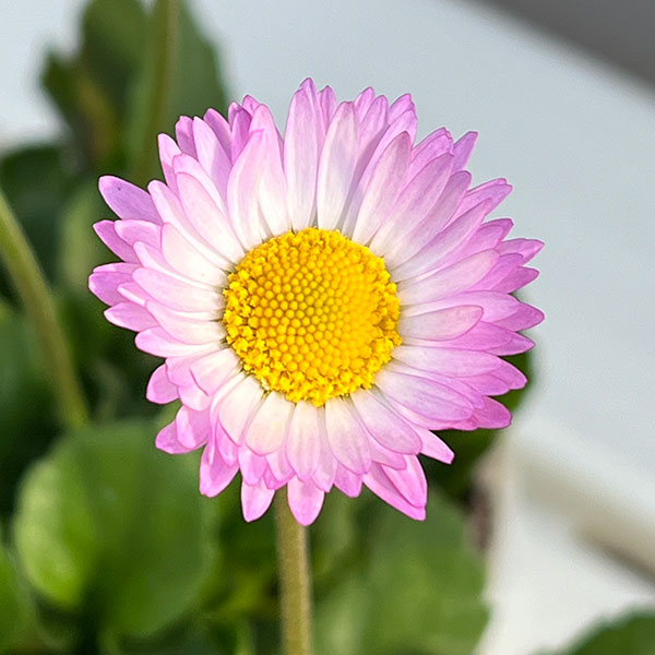 デージー:ソレイユ ラベンダードリーム そら3.5号ポット