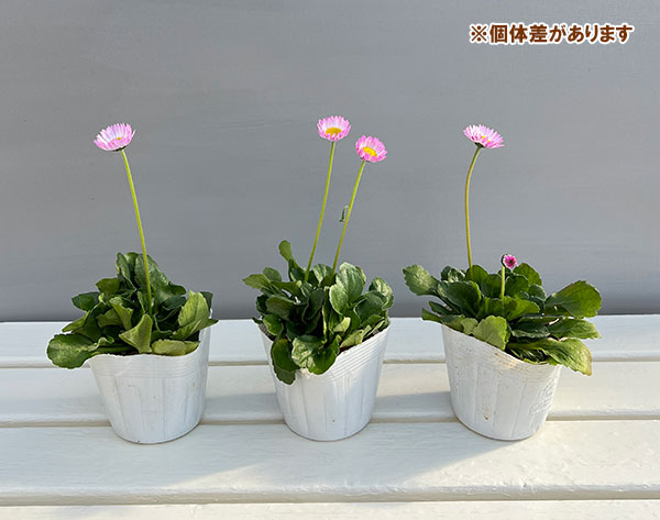 デージー:ソレイユ ラベンダードリーム そら3.5号ポット