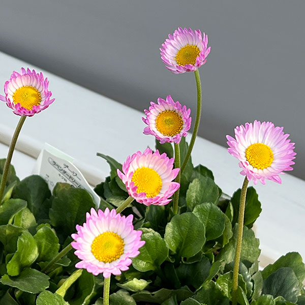 デージー:ソレイユ ラベンダードリーム そら3.5号ポット