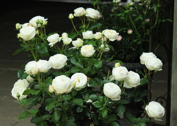 [送料無料][26年4月下旬予約]ギヨーローズ：マドレーヌ・フェイエ新苗ポット植え