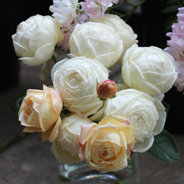 [送料無料][26年4月下旬予約]ギヨーローズ：マドレーヌ・フェイエ新苗ポット植え