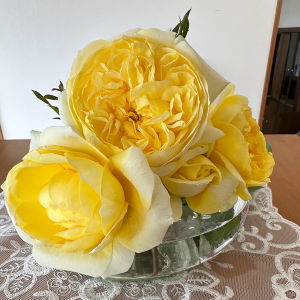 [送料無料][26年4月下旬予約]四季咲中輪バラ：光の素足(ひかりのすあし)新苗4号ポット