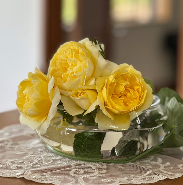 [送料無料][26年4月下旬予約]四季咲中輪バラ：光の素足(ひかりのすあし)新苗4号ポット