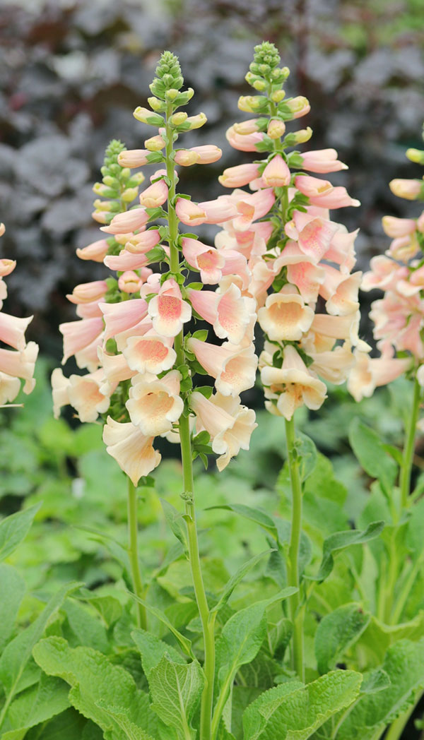 ジギタリス：フォクシービー　アプリコット3.5号ポット