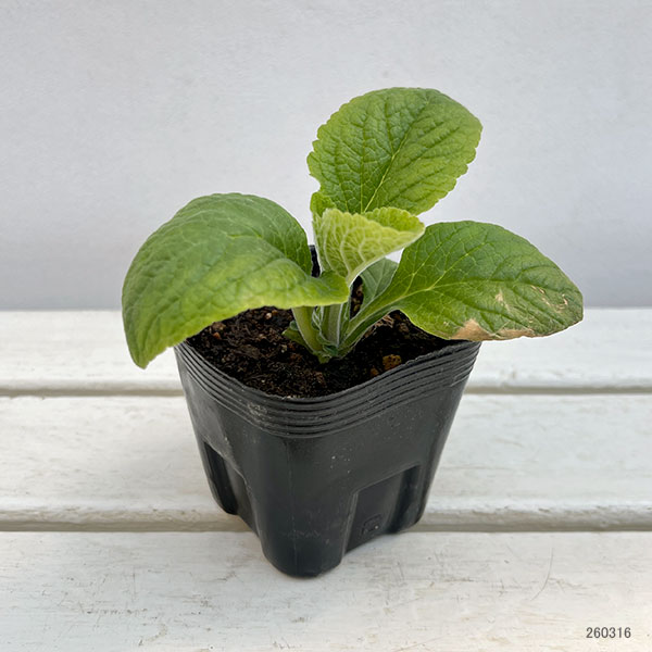 ジギタリス：フォクシービー　アプリコット3.5号ポット