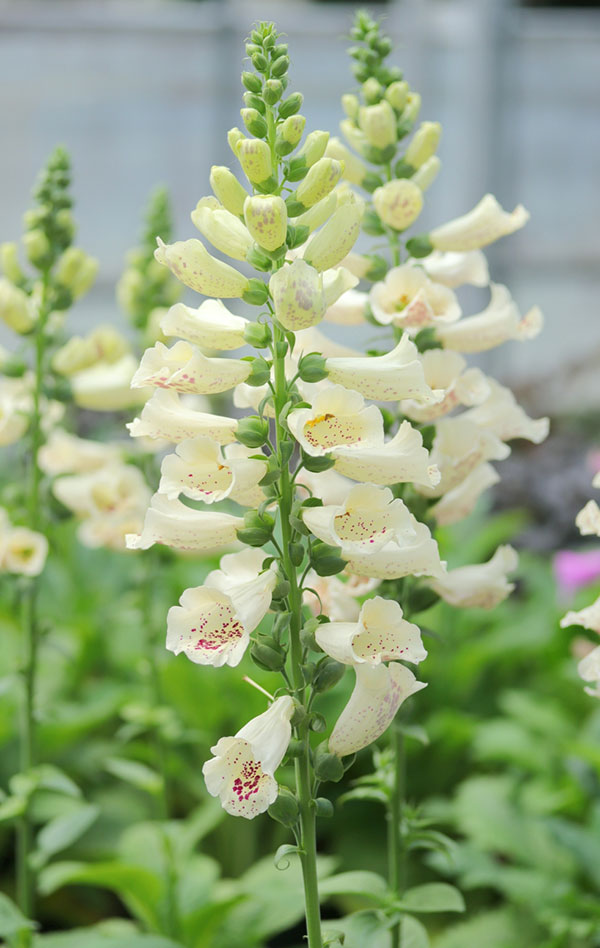 ジギタリス：フォクシービー　クリーム3.5号ポット