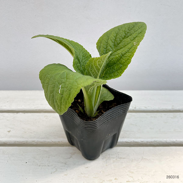 ジギタリス：フォクシービー　クリーム3.5号ポット