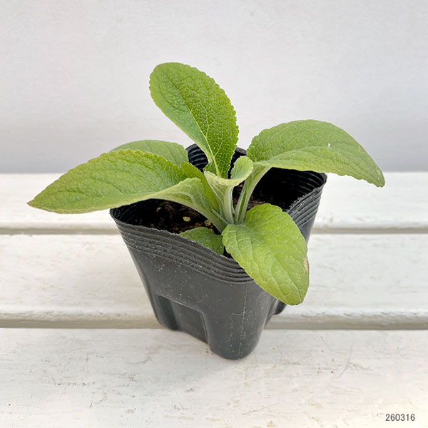 ジギタリス：フォクシービー　ピンク3.5号ポット 3株セット