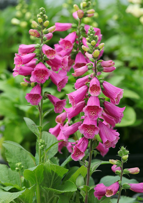 ジギタリス：フォクシービー　ダークレッド3.5号ポット