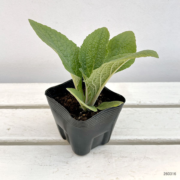 ジギタリス：フォクシービー　ダークレッド3.5号ポット