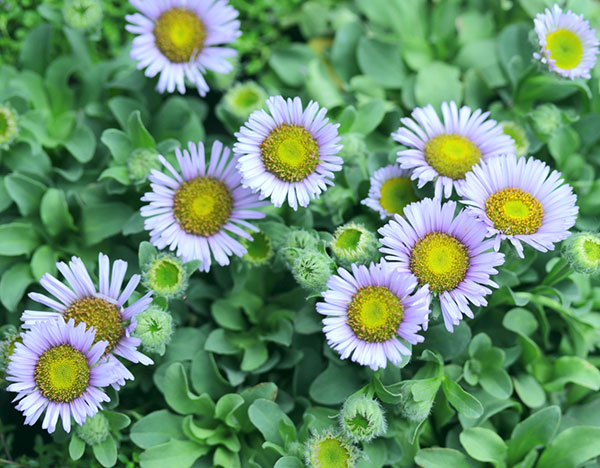 エリゲロン：ビーチボーイ　ブルー3.5号ポット