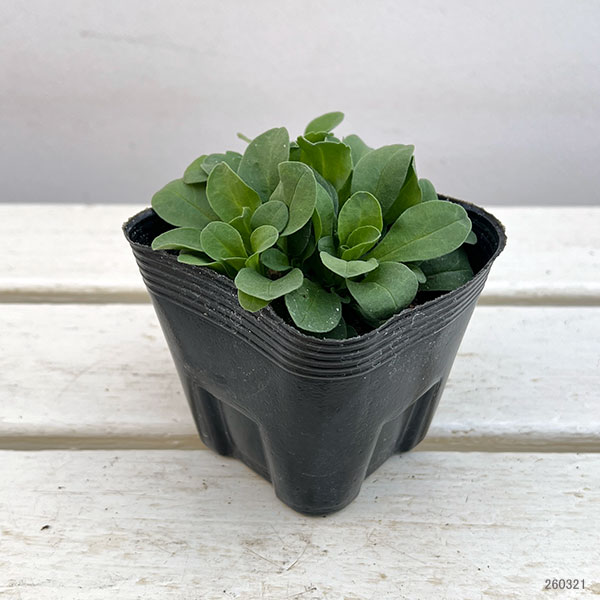 エリゲロン：ビーチボーイ　ブルー3.5号ポット