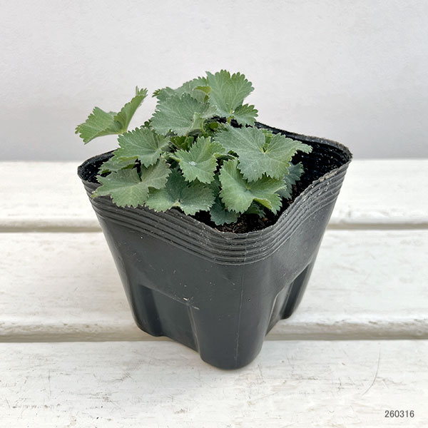 アルケミラ：モーリス　ロブスティカ3.5号ポット